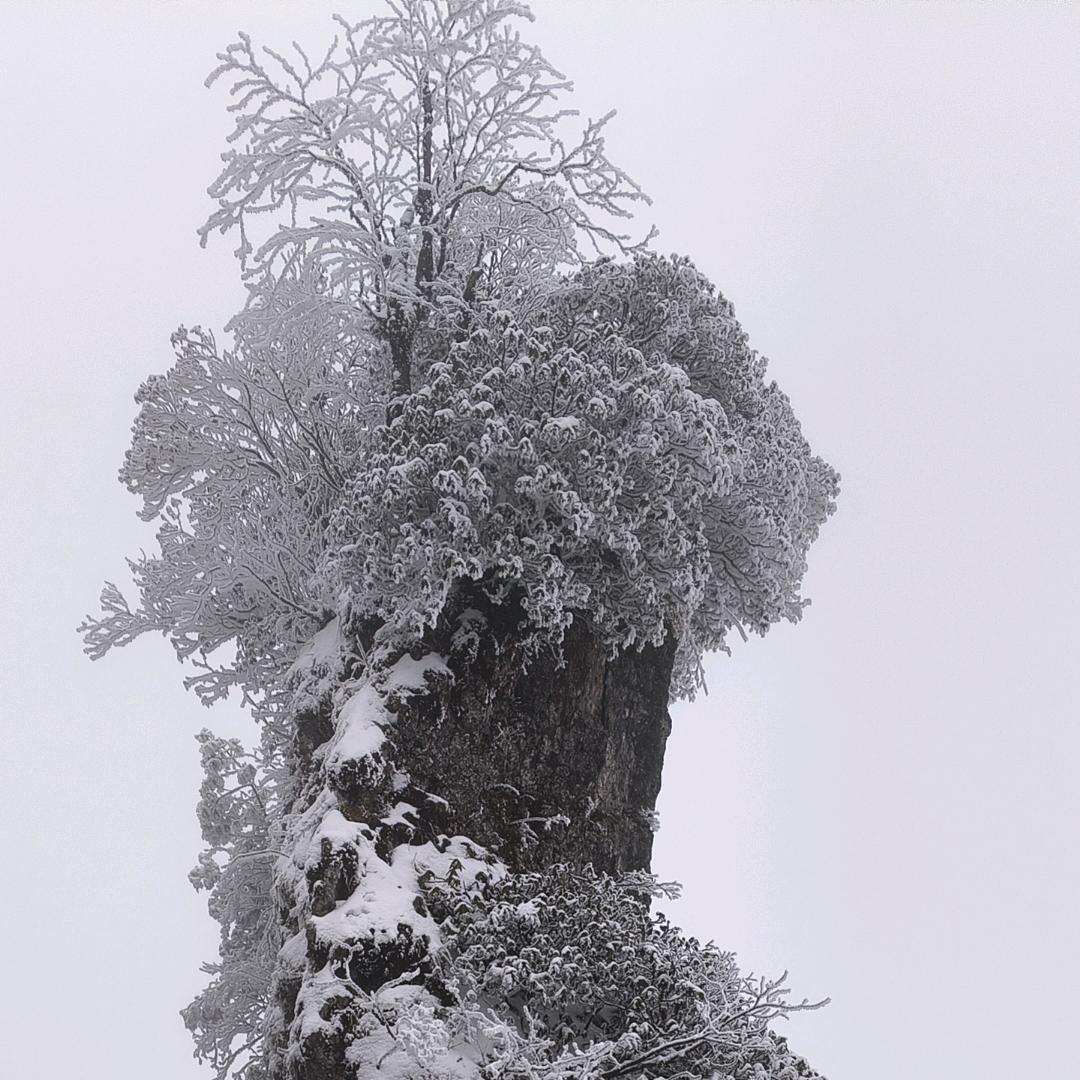 雪🏔️🍀飞狐🍀318