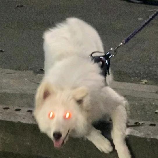 头拿毛有点点黄