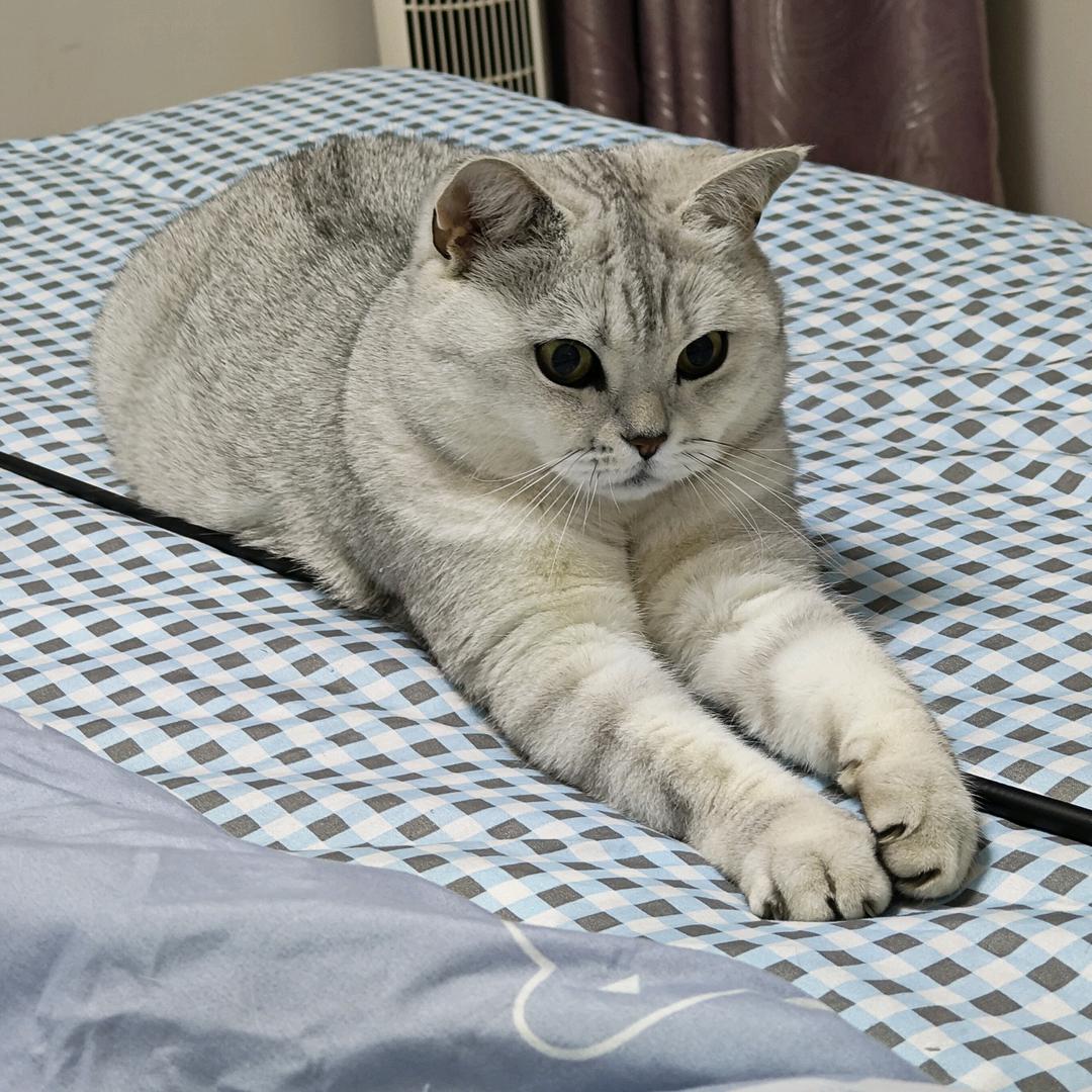 多加冰