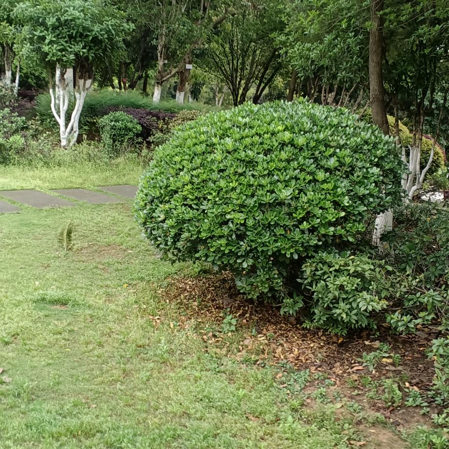 元元