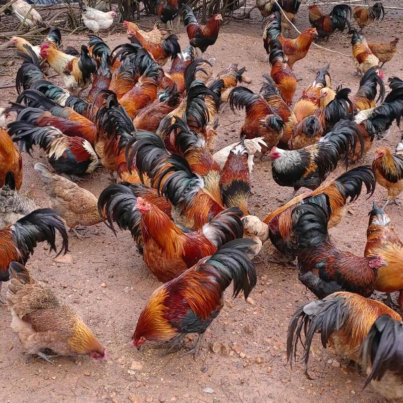 在农村养鸡的老刘