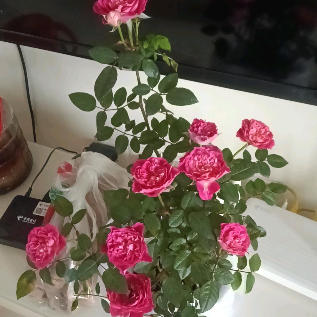 栀子花