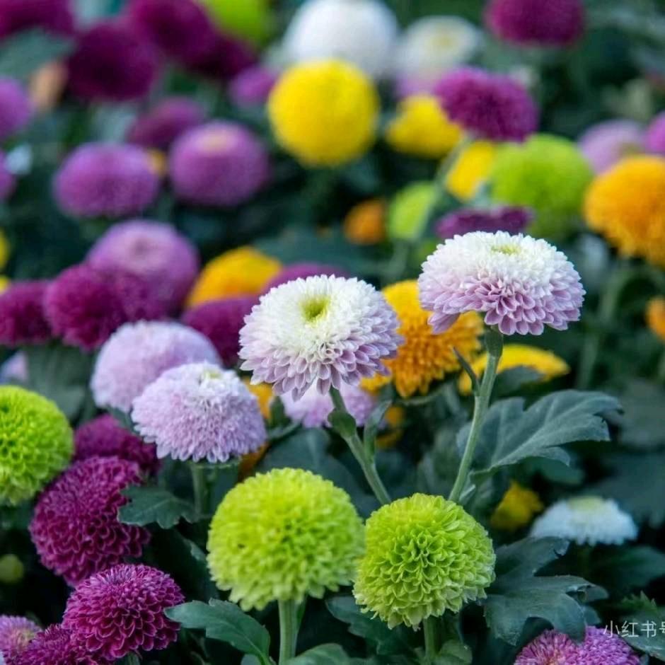 🐬会飞的鱼🐬