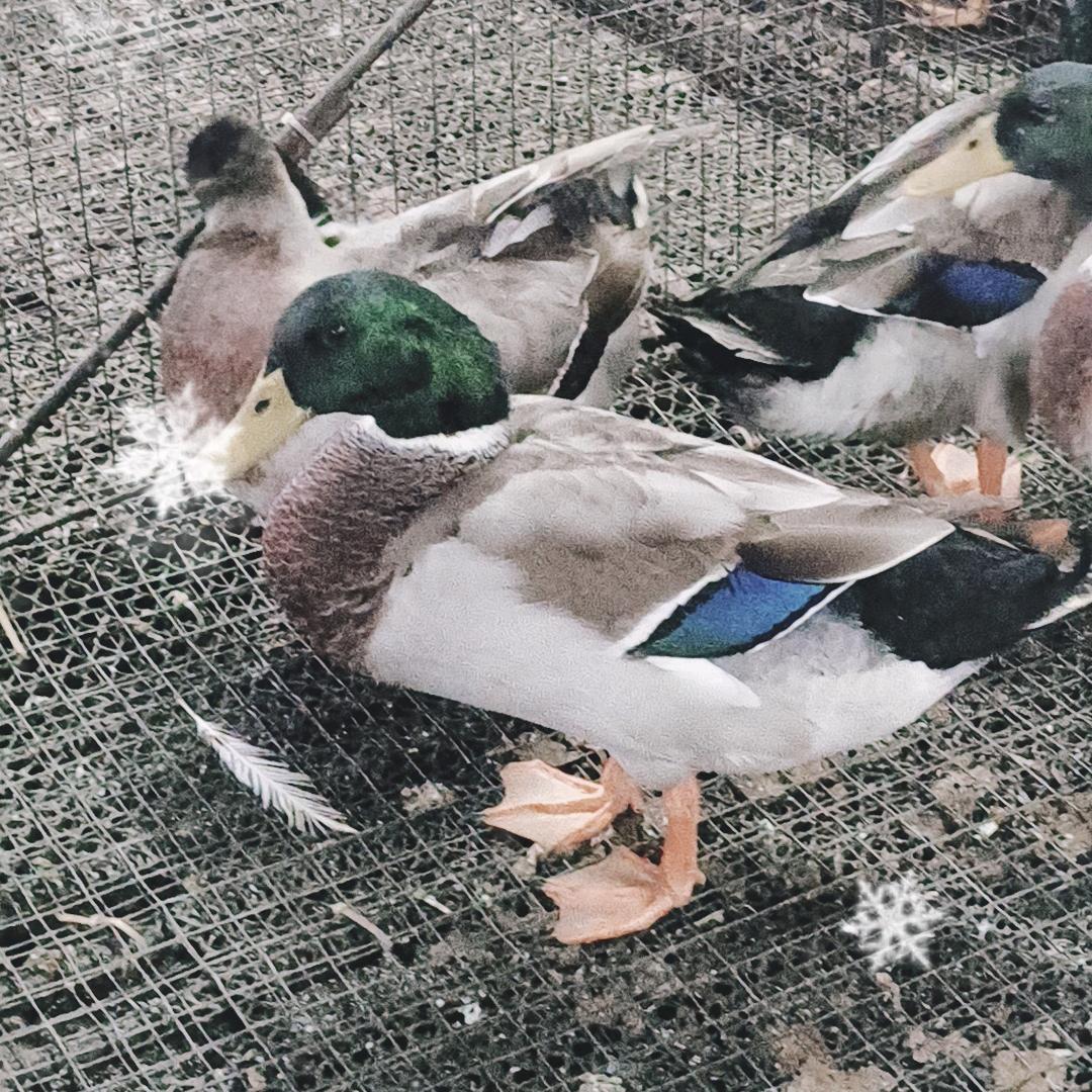 罗云