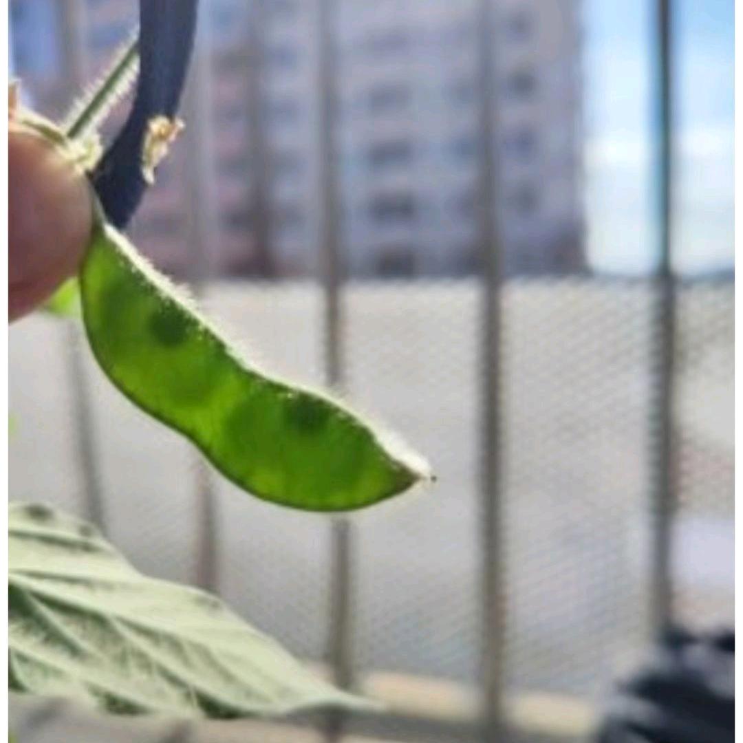 山上猴子腚最红
