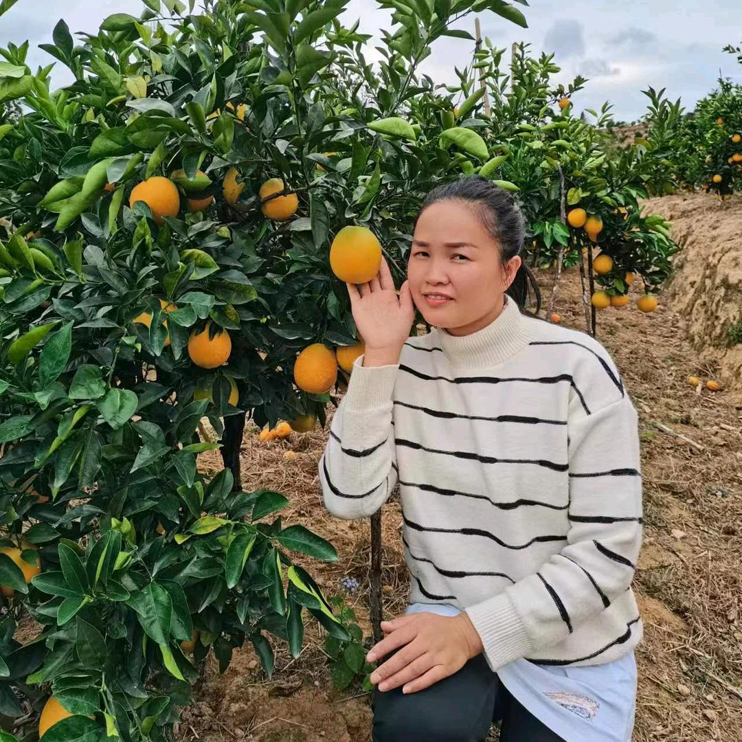 小小家的赣南脐橙苗