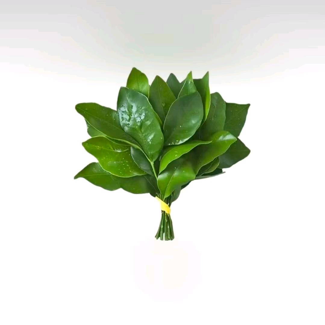 ꪟꪳꪱꪀꪀꫀᝰ