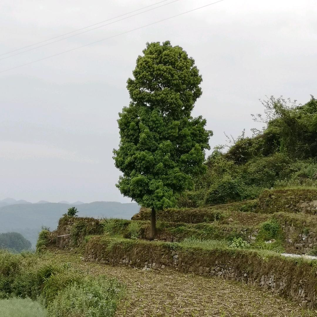 麻花（重新爱上生活版）