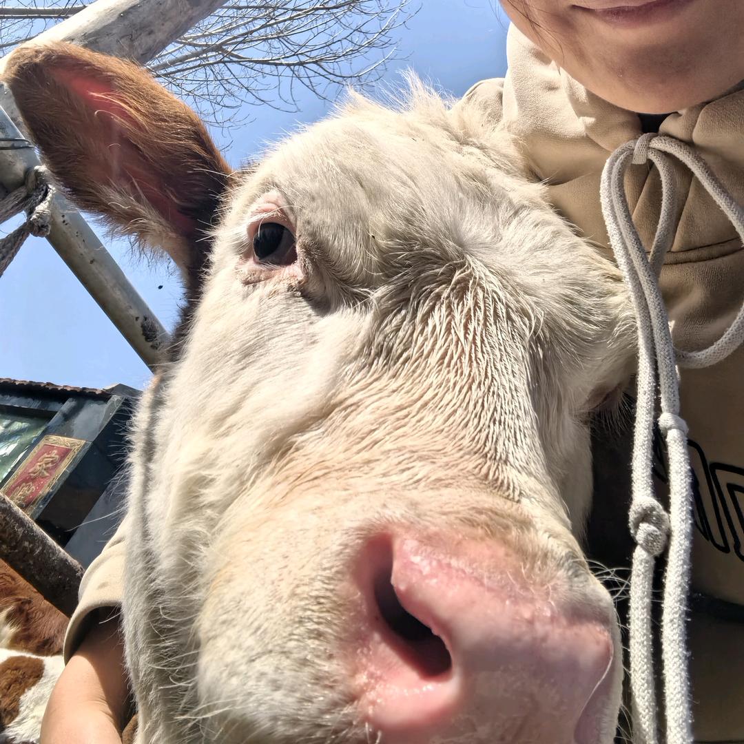 AAA养牛的小张🐮