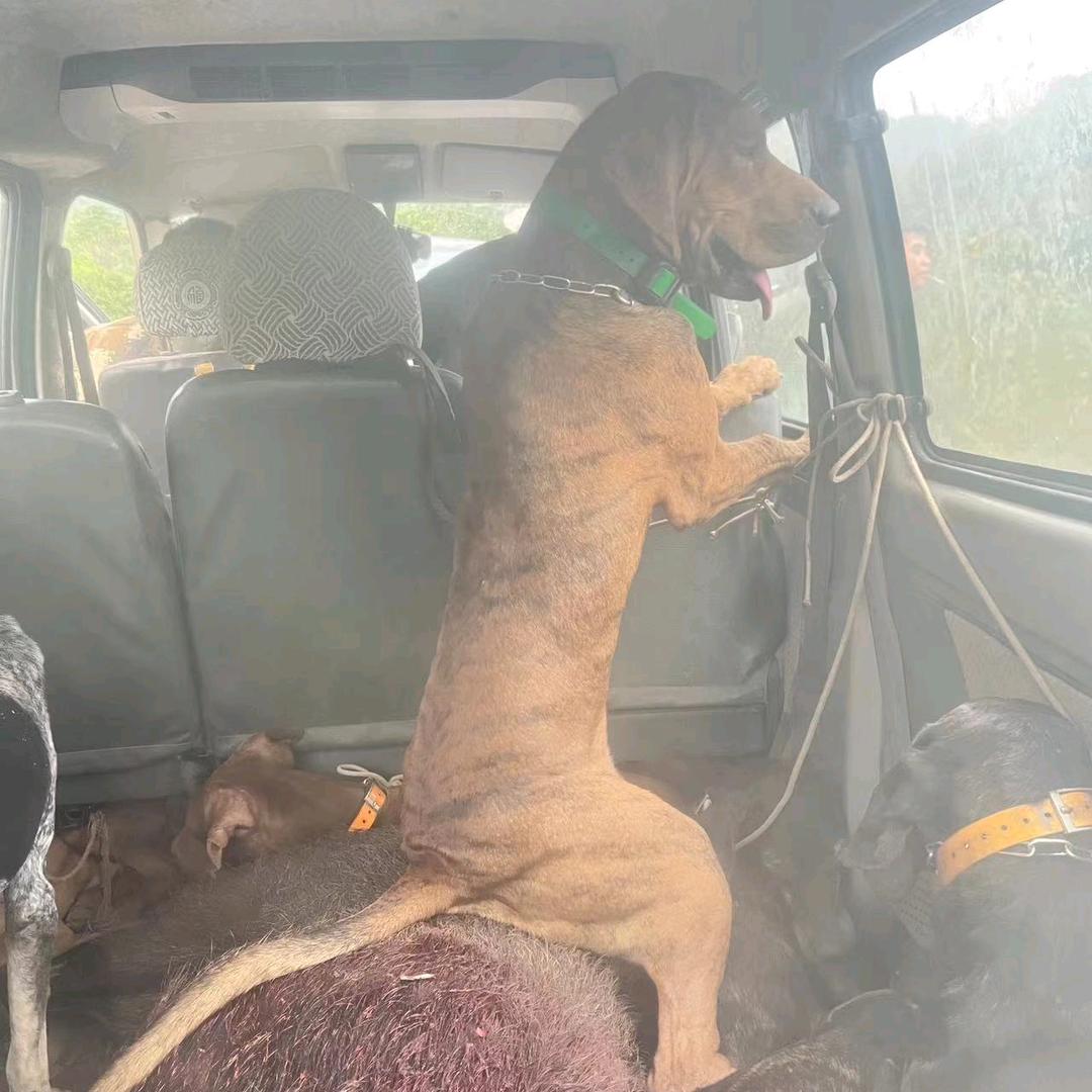 普罗特猎犬巜红牛》