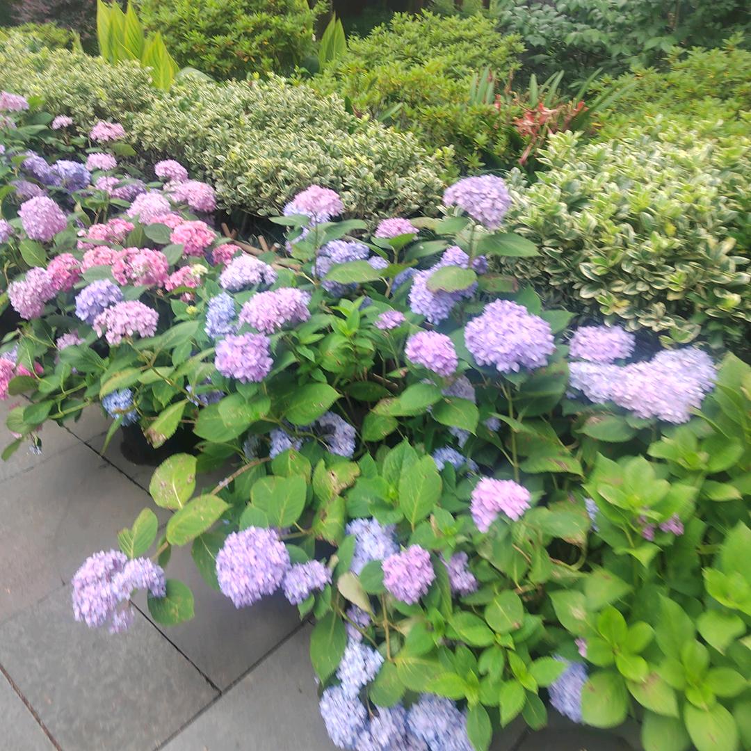 美丽无限