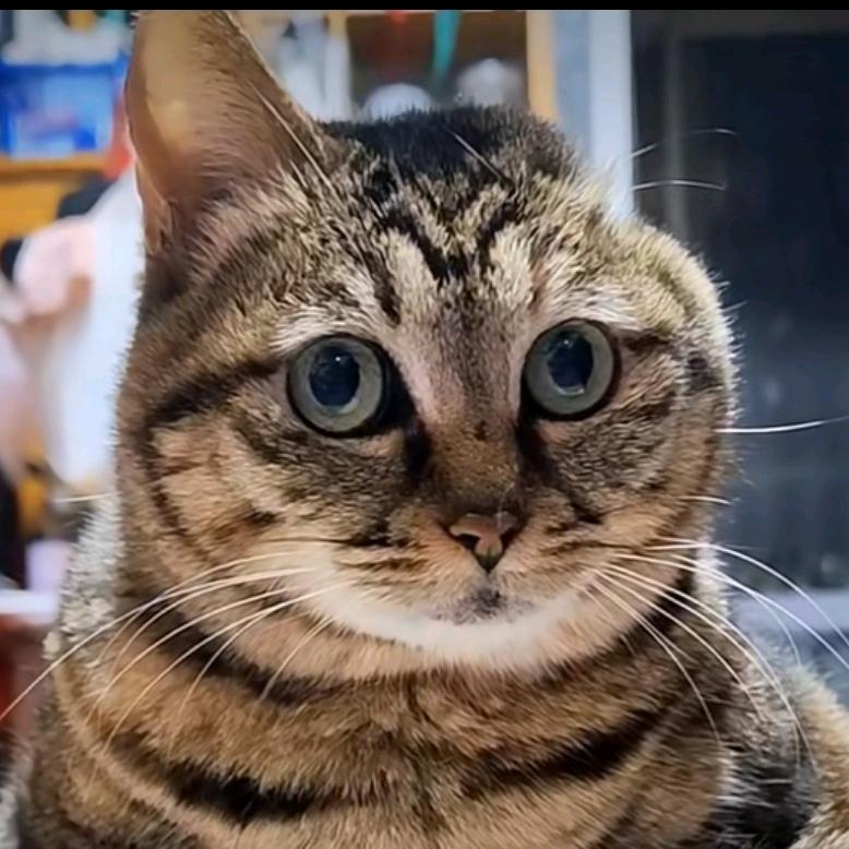 楼顶有只猫