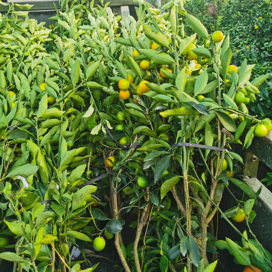 荔浦市璟粤苗木