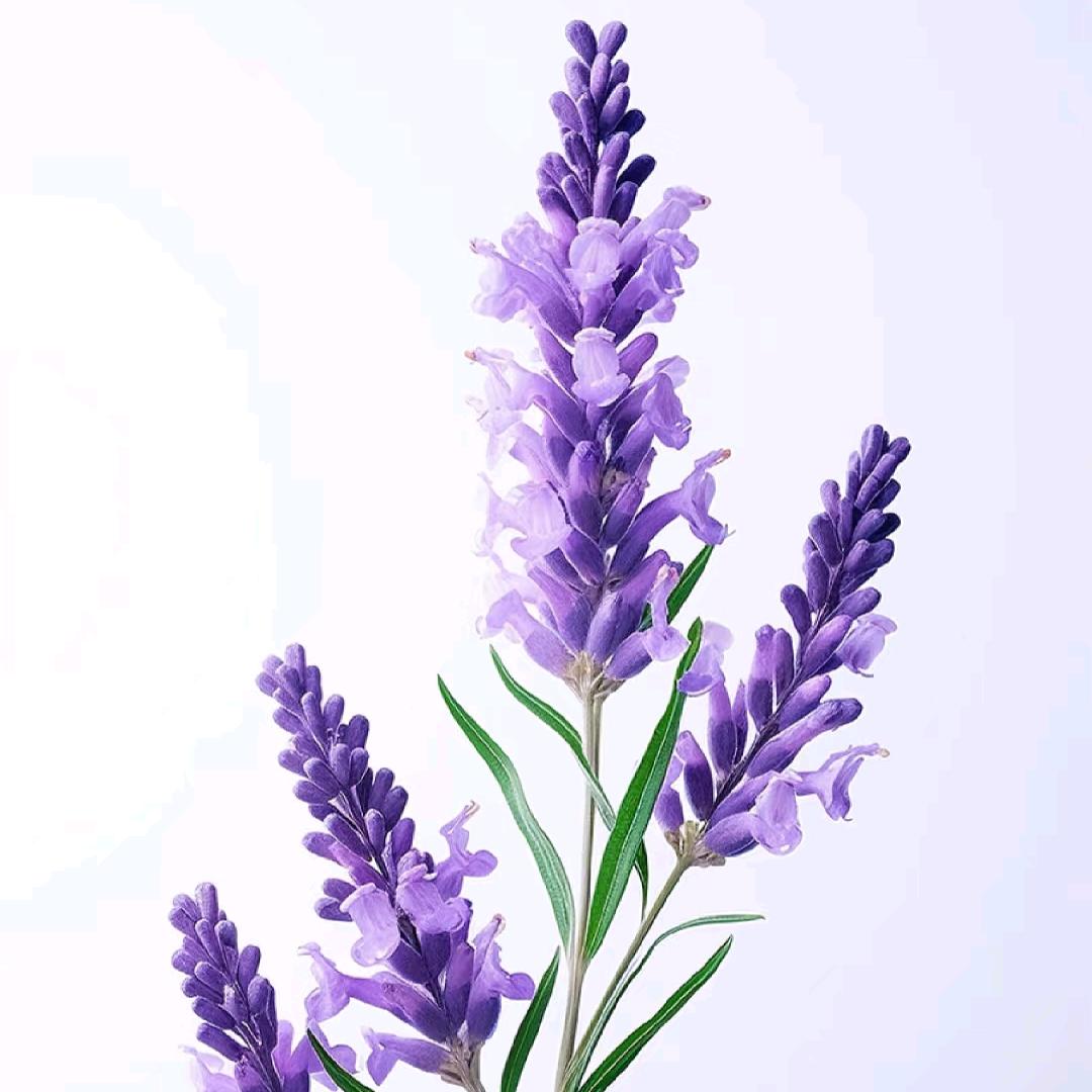 熏衣草