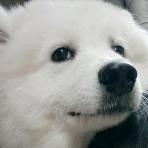 家有小熊狗