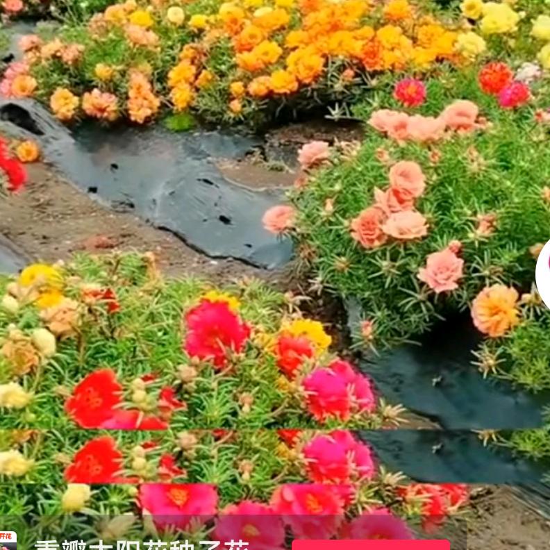 互🇦🇪粉1000💔有关💓必回