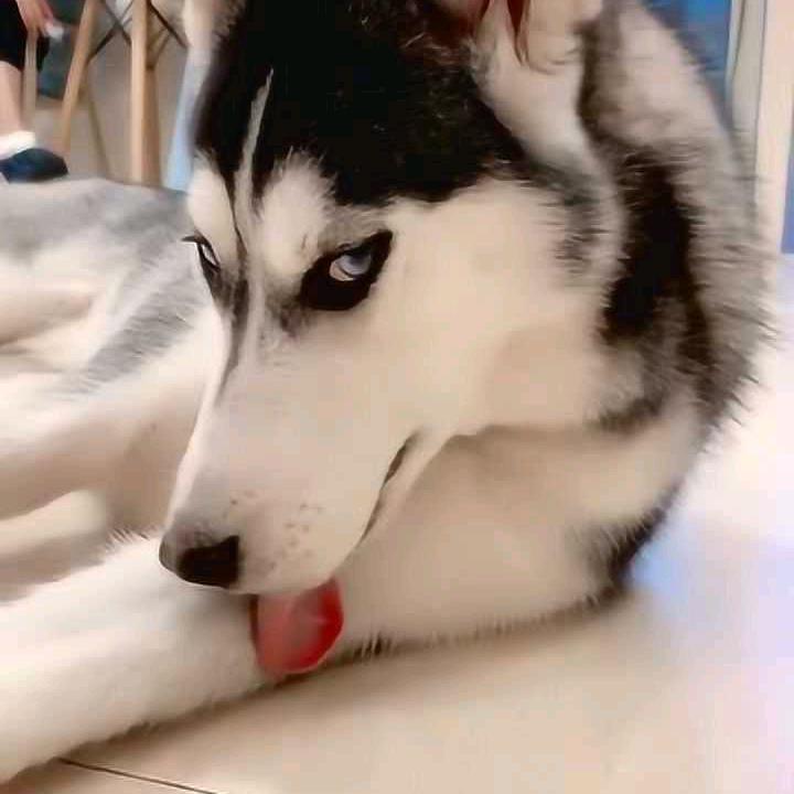 迪士尼在逃公族