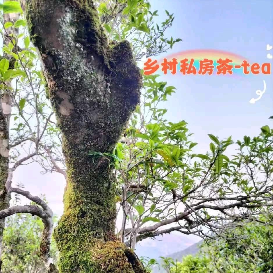 乡村私房茶-tea