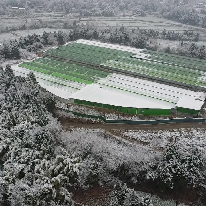 江油市蜀新鸽业