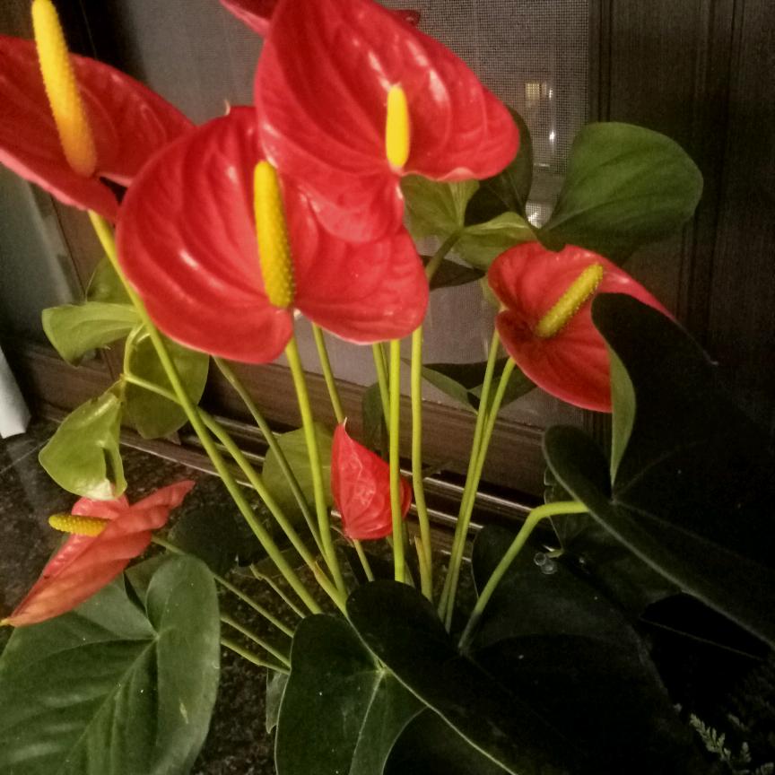吉意