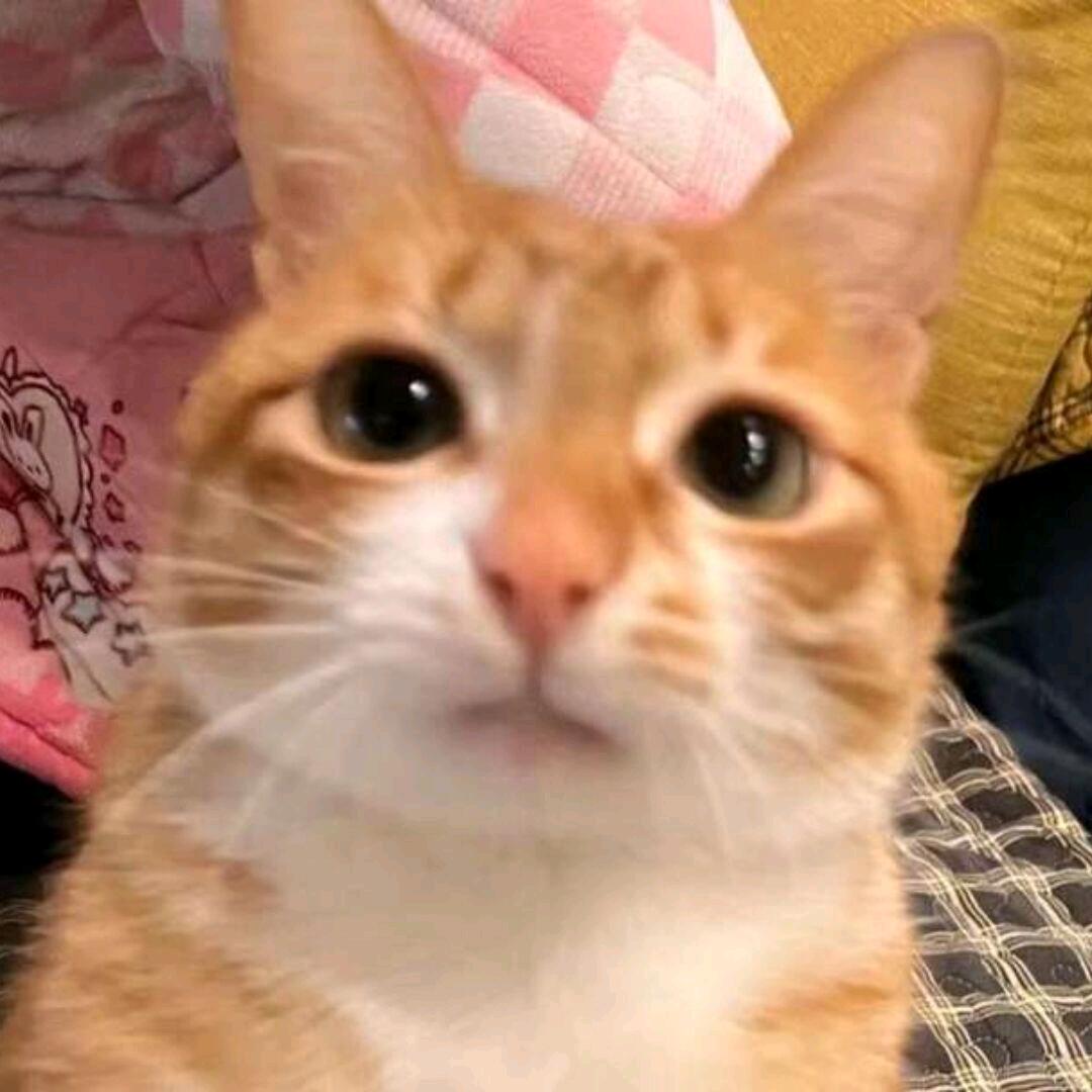 猪拾肆🏍️
