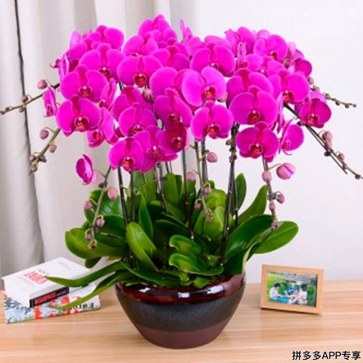 我真你假我转身，洪哥