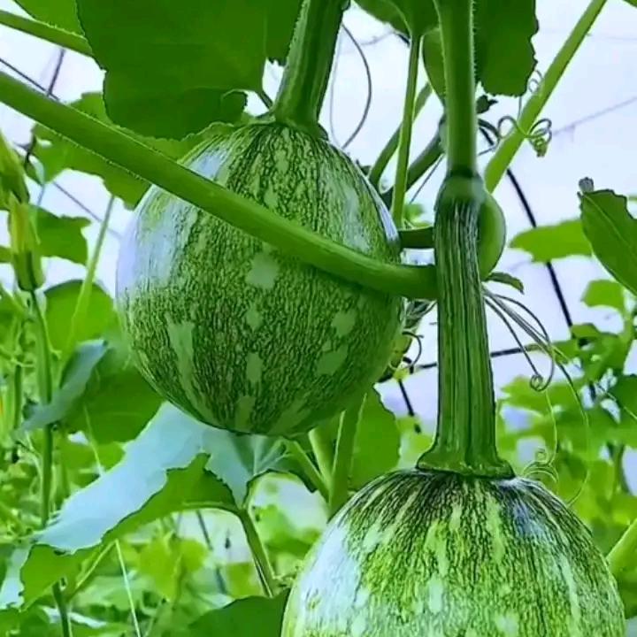 小表哥