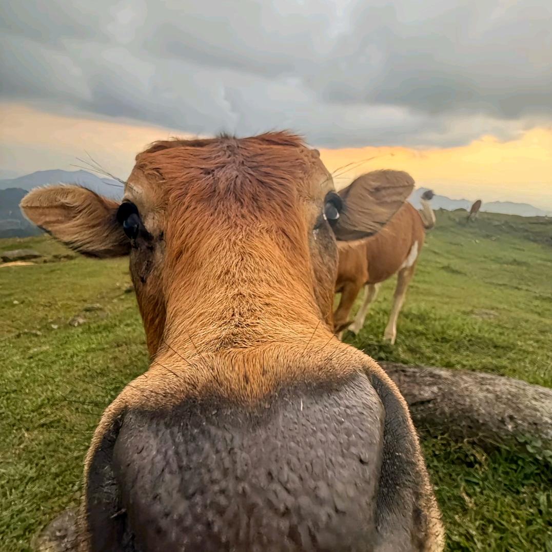 她给你放进克咩