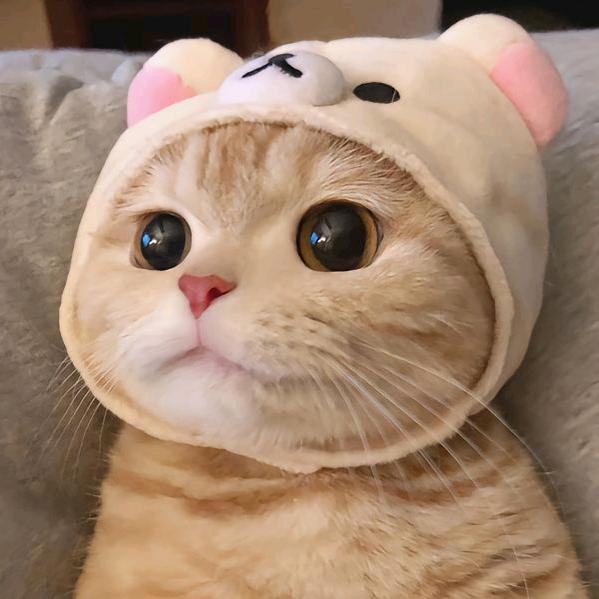 萌宠wung