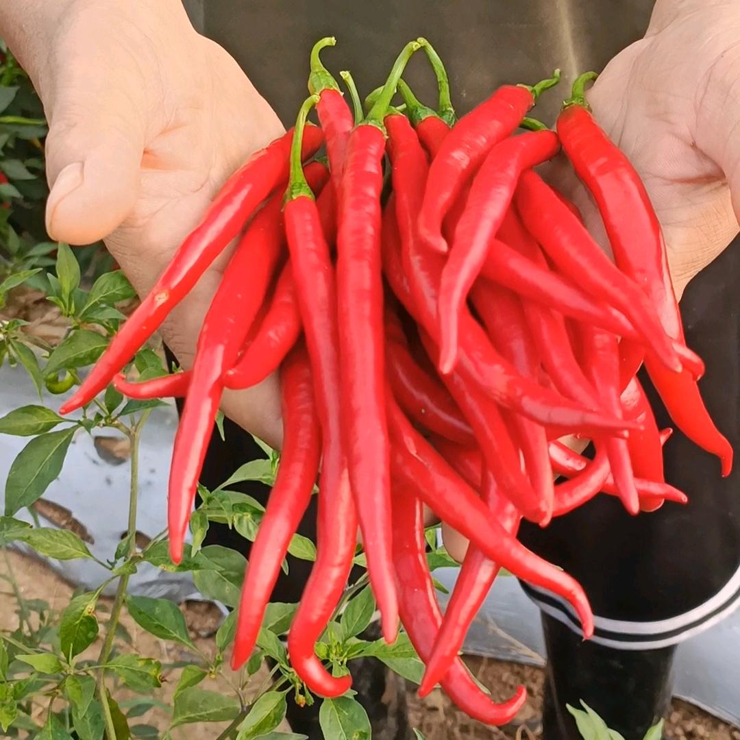 邓州市大江种植家庭农场