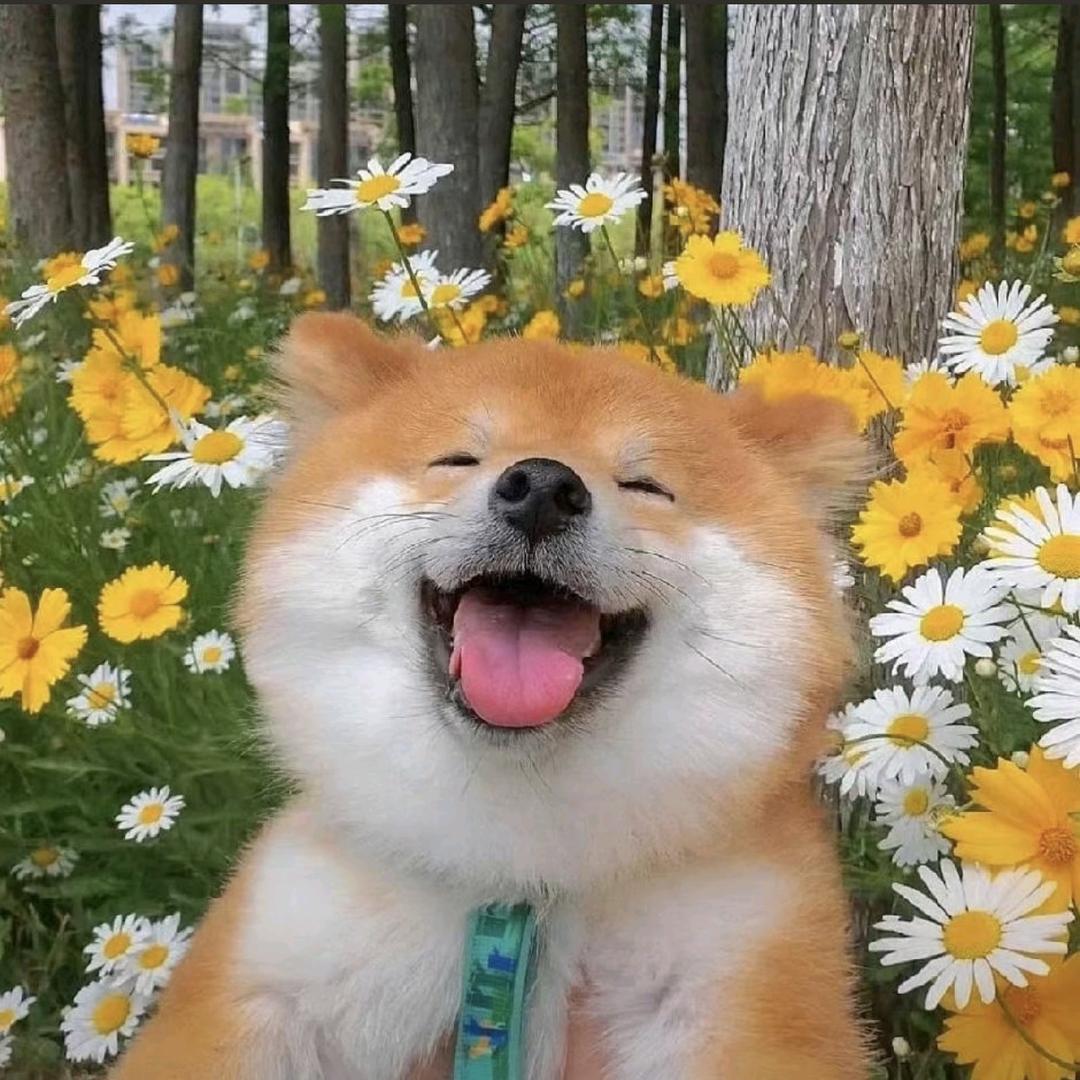 发疯的牛子