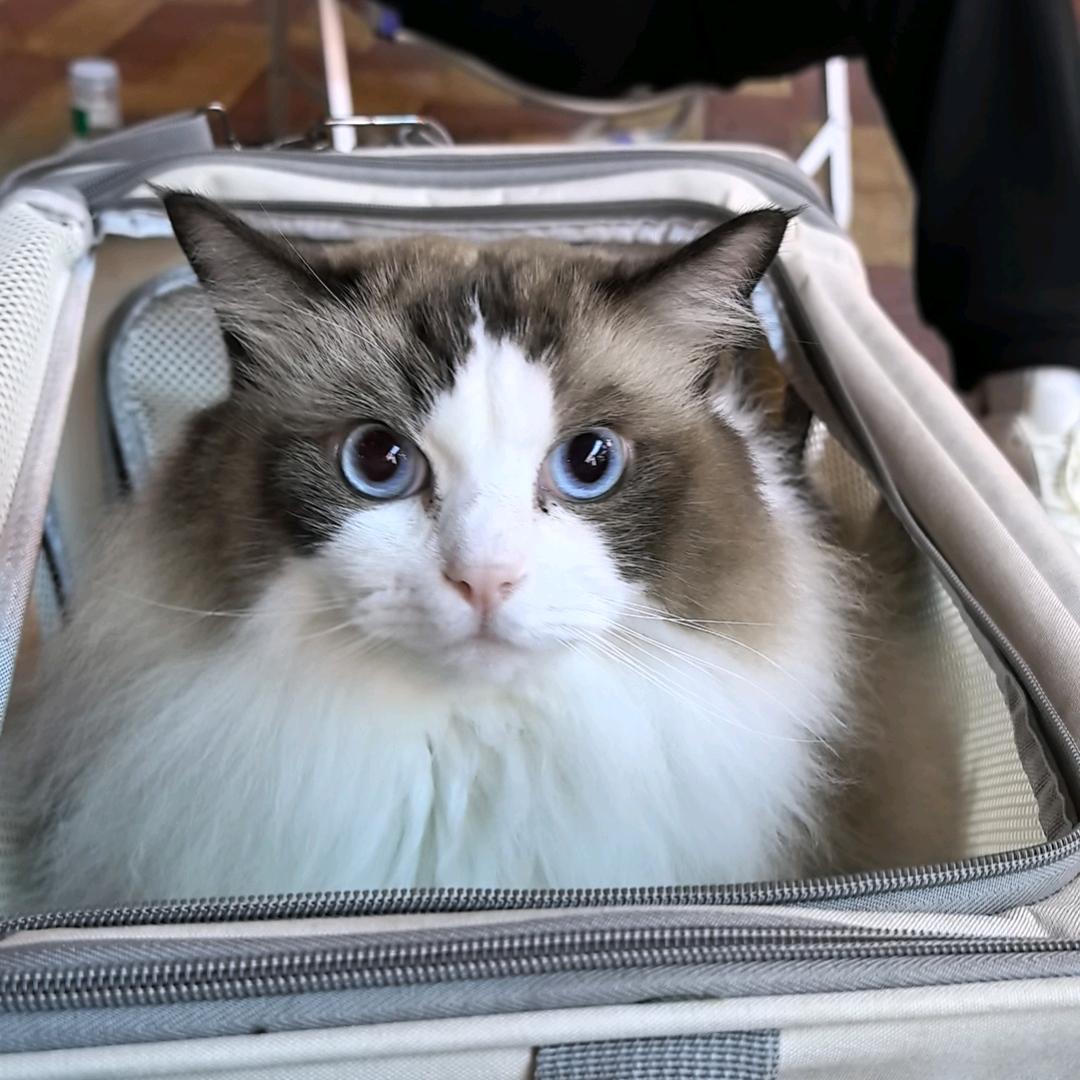 重生之我在卖猫狗