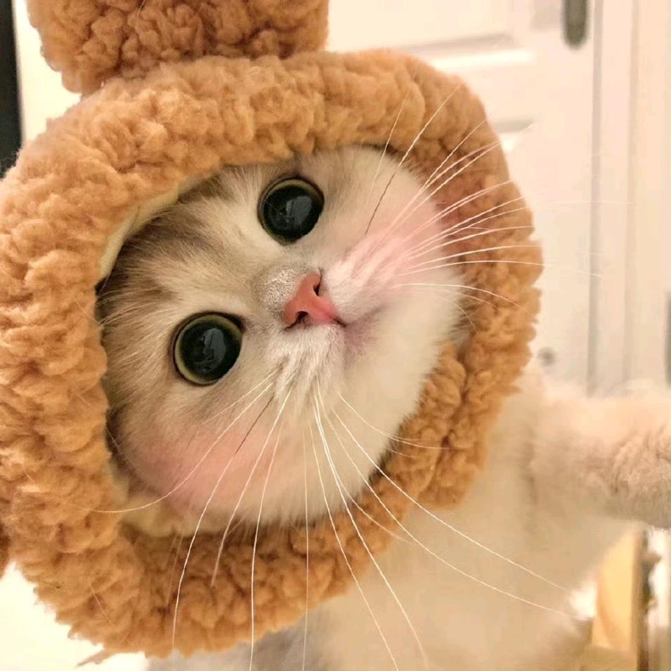 小紫