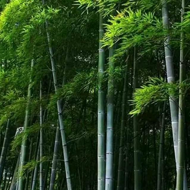 浩哥（兄弟连）