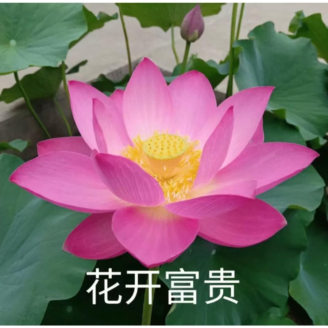 C熙