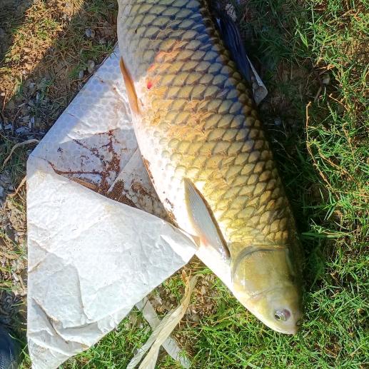 鱼儿🐟