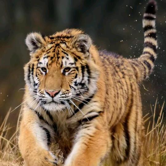 时光叫我别等你