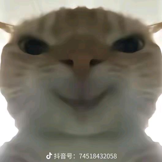 疯猫咪