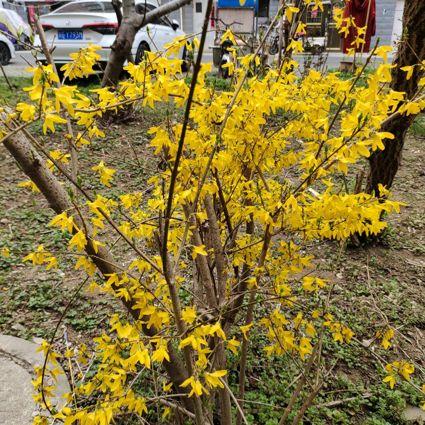 忘忧草