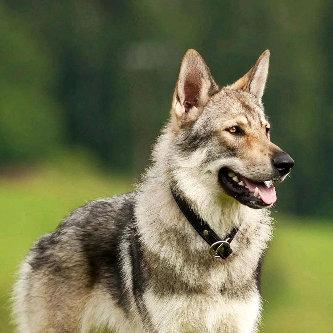 使命鸟语翻译官