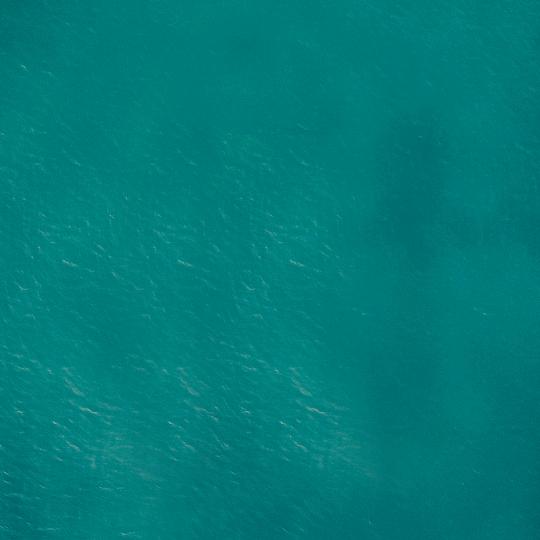 熊的意志