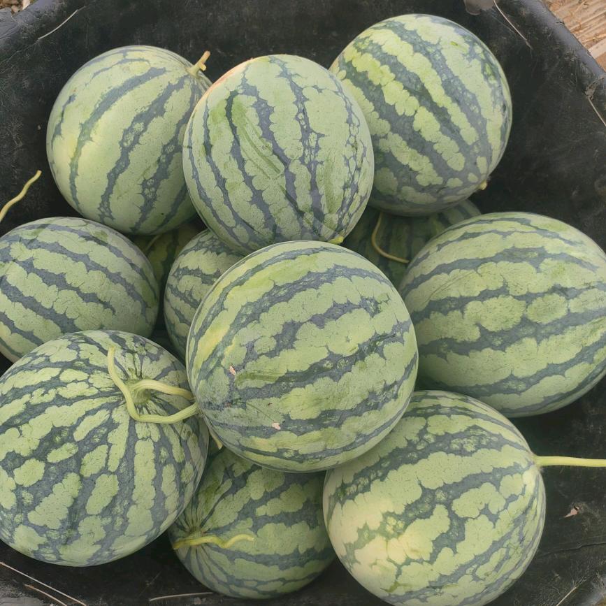 山西长治西瓜种植（阿鹏）