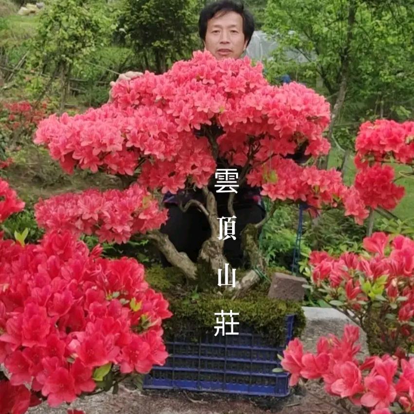 欧阳果品花卉
