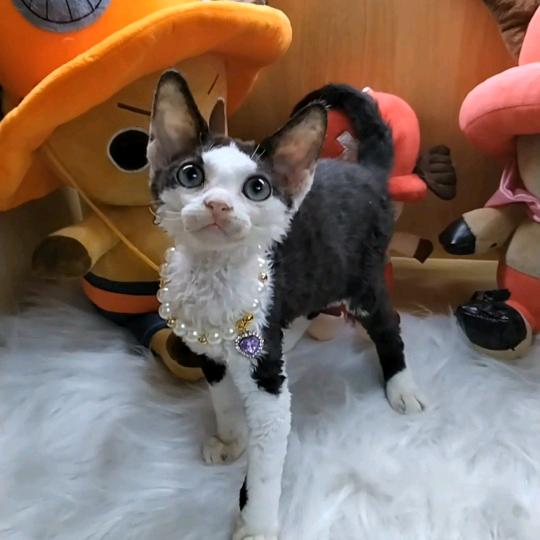 新疆丽姐德文卷毛猫