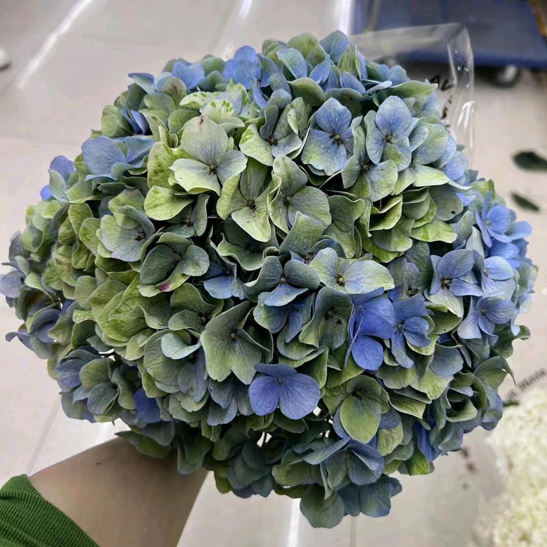 花盛锦鲜花批发平台-惊鸿