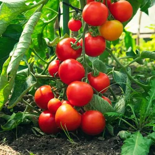 农技指导-赵老师