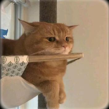 性感绝育母蟑螂爱上霸道总裁