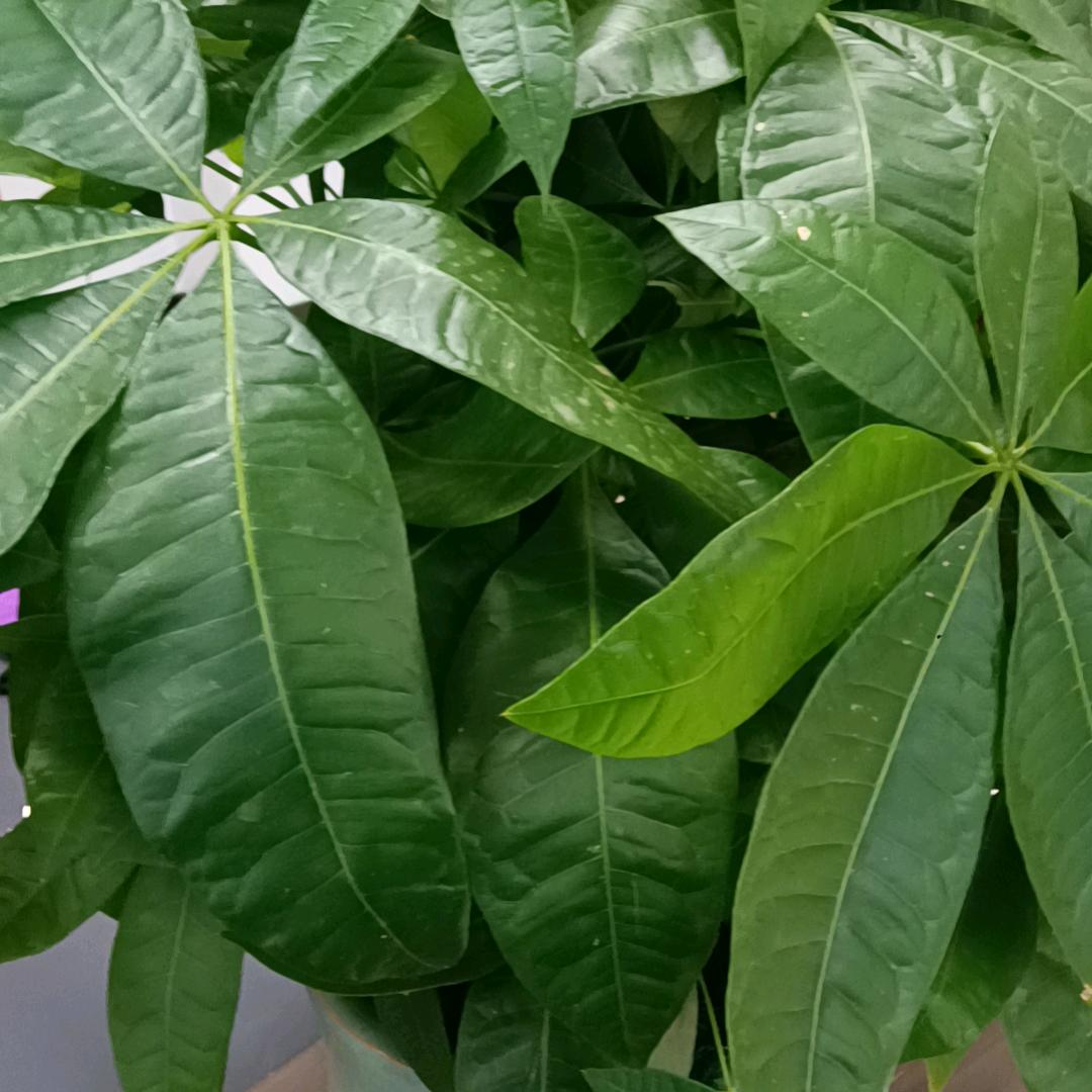 元宵