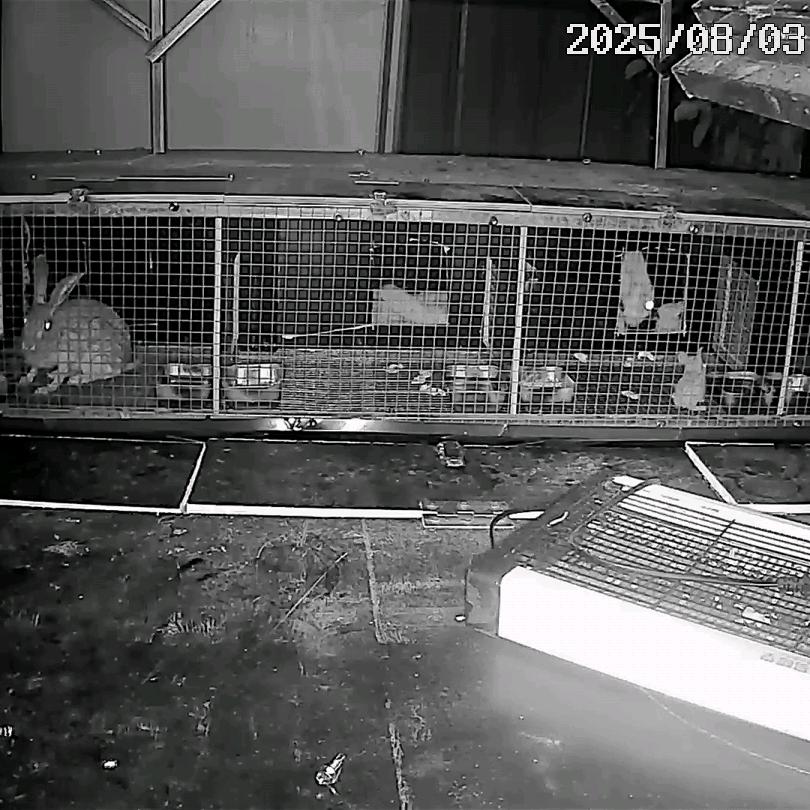 淄博煜尘笼养野兔