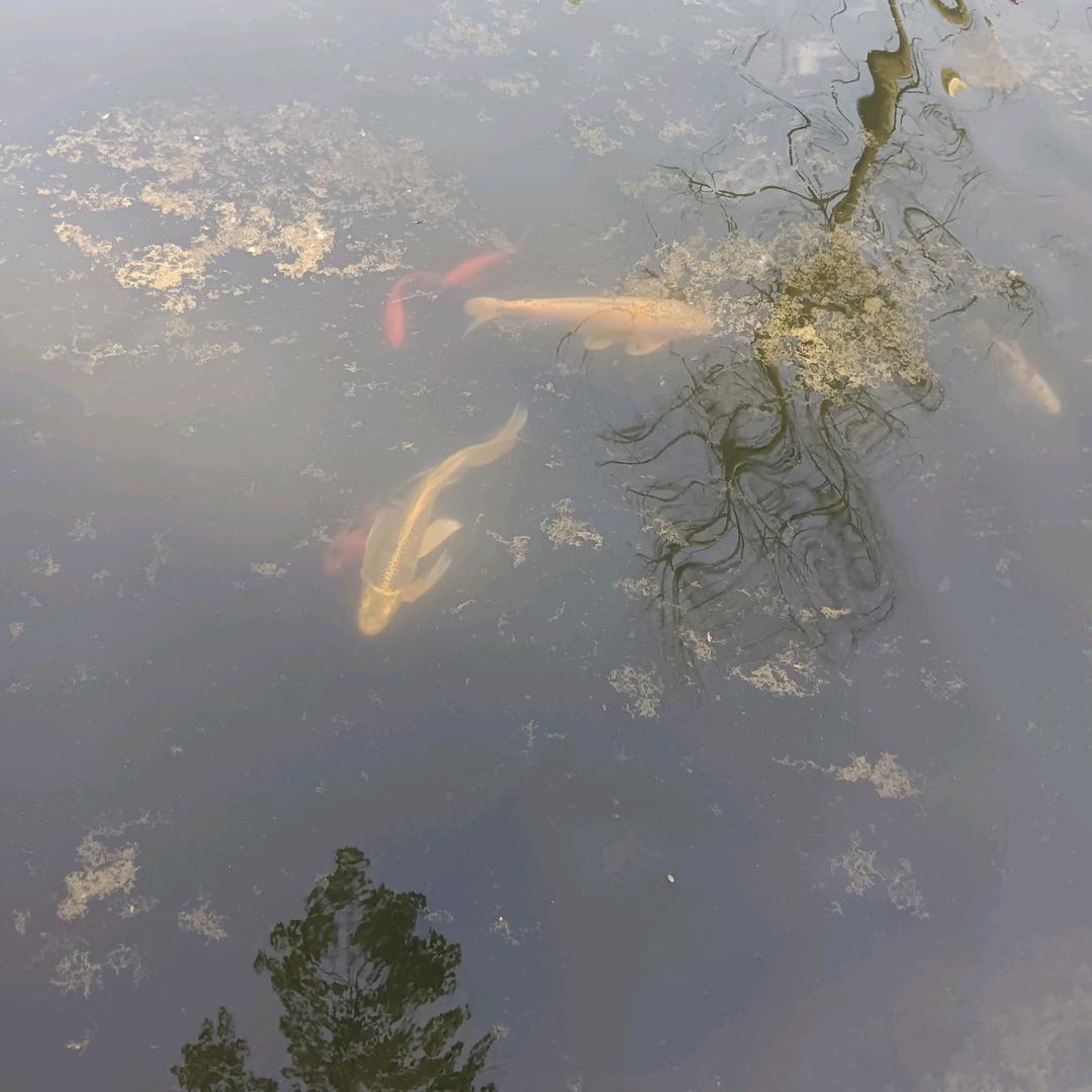 绿叶<白天12时20分开直播>